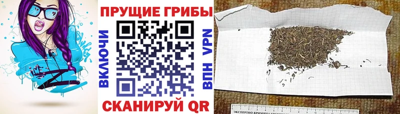 наркотики  Сертолово  Псилоцибиновые грибы мухоморы 